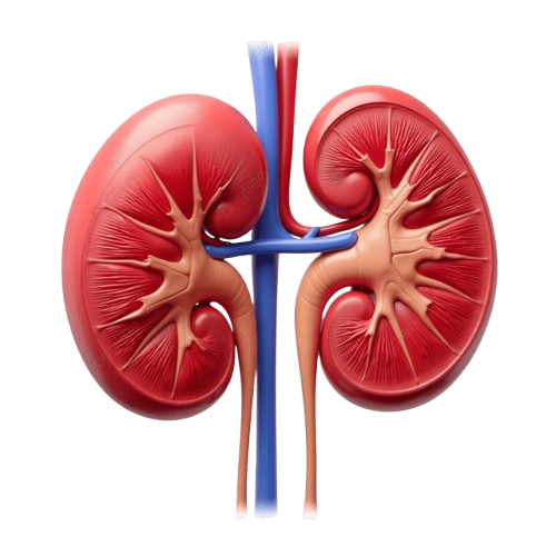 Kidney-removebg-preview